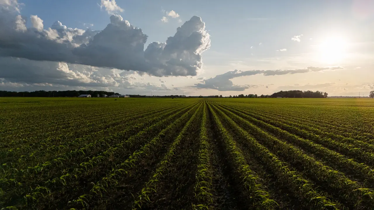 Fields at the start of the season